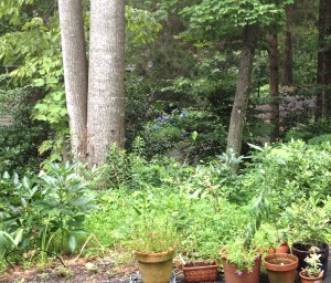 The Weedaretum in all its glory.