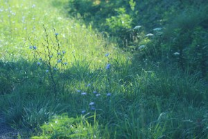 Bad picture...Didn't want to get out of the car to take it!